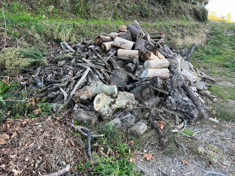 Vendo Lanha de Oliveira, Castanheiro, Plátano: