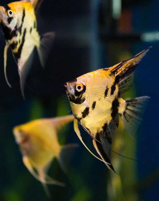 Скалярія золота кої скалярия рибка акваріумна обмін