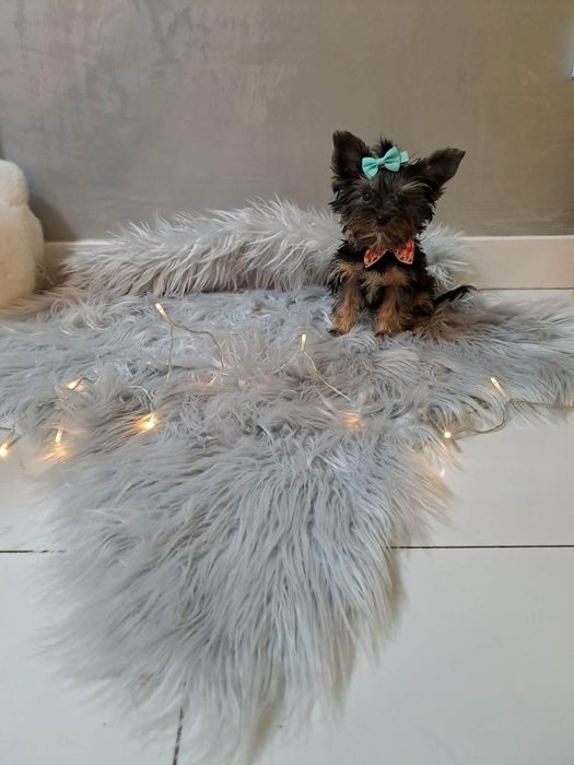 Mini Yorkshire terrier xxxxs