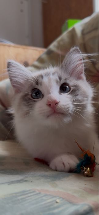 Śliczny kocurek Ragdoll
