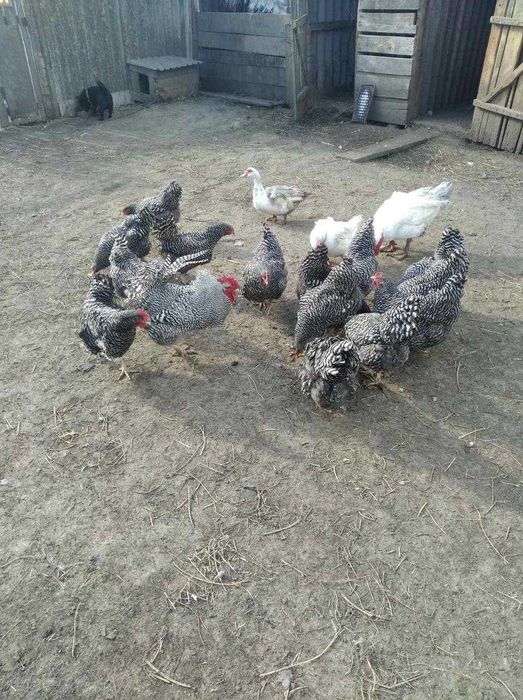 Кури, яйця курей.