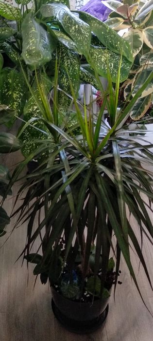 Драцена маргината