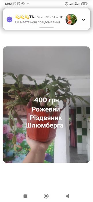 Продам квіти.ціна на фото.можливий хороший торг для реального покупця.