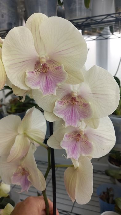 Орхідея біг ліп продам