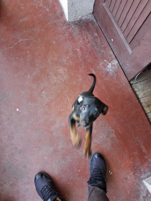 Animais cao pincher