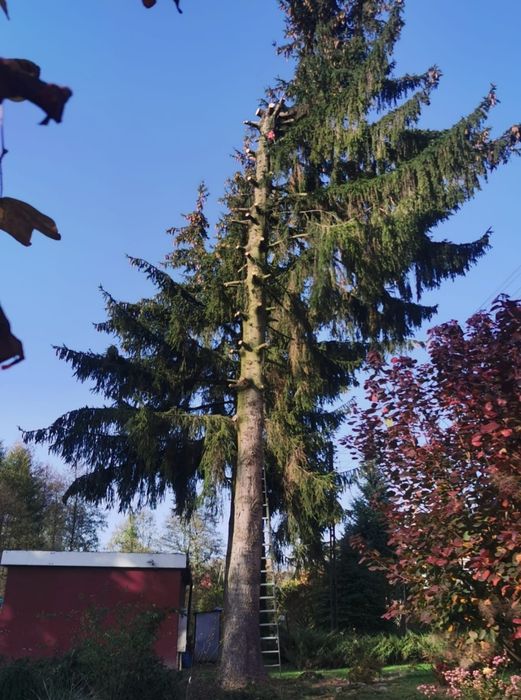 Wycinka drzew i krzewów metoda alpinistyczna