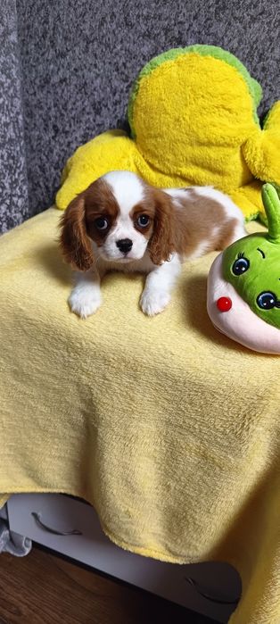 Кукольная девочка кавалер кинг чарльз спаниель