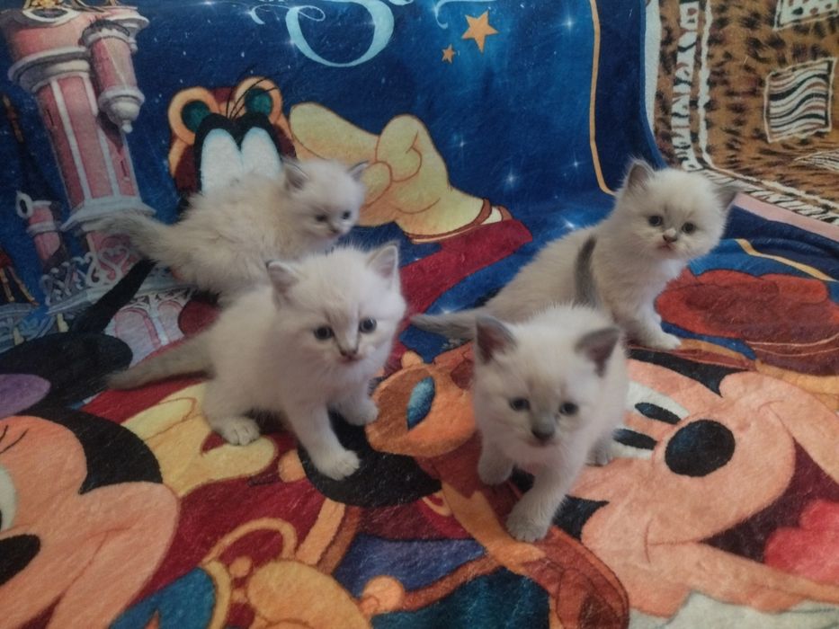Весняні котенята Сеамськие тайские блюпоиды