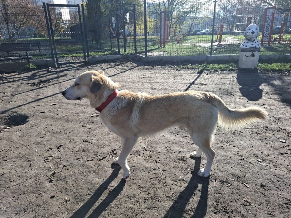 Imbir, pies w typie labradora szuka domu!