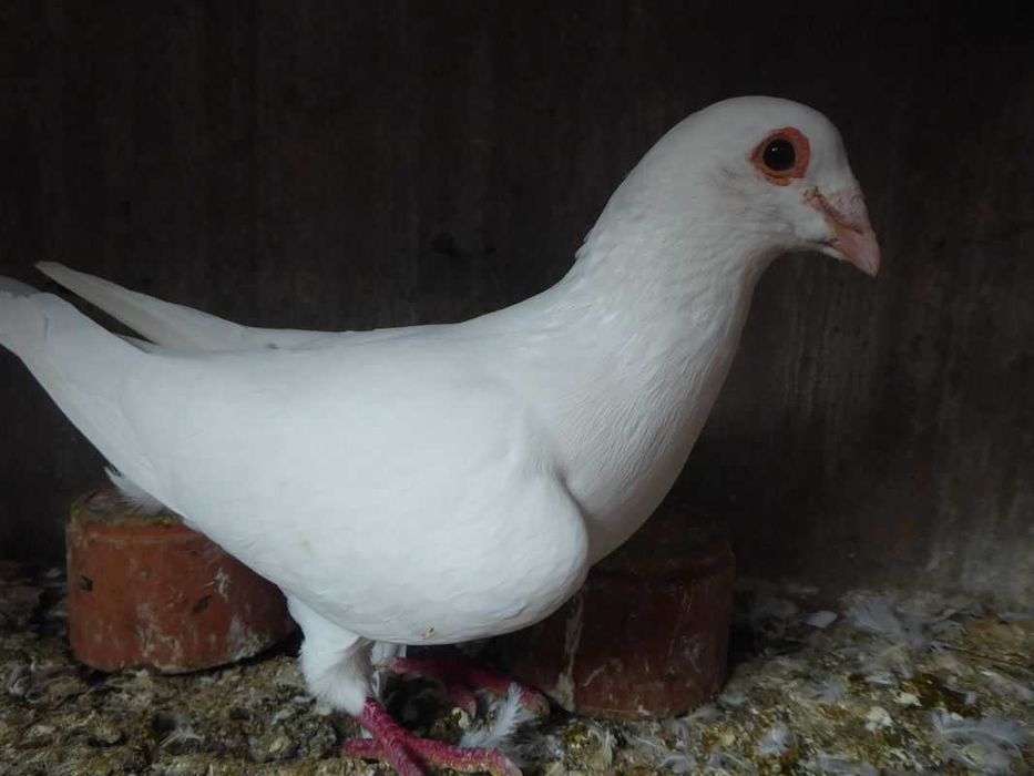 Pombos Correios Brancos