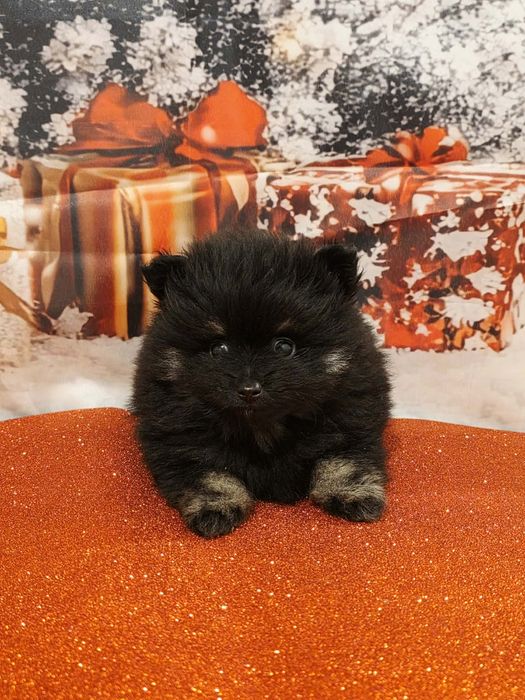 Spitz  Macho  pequenino