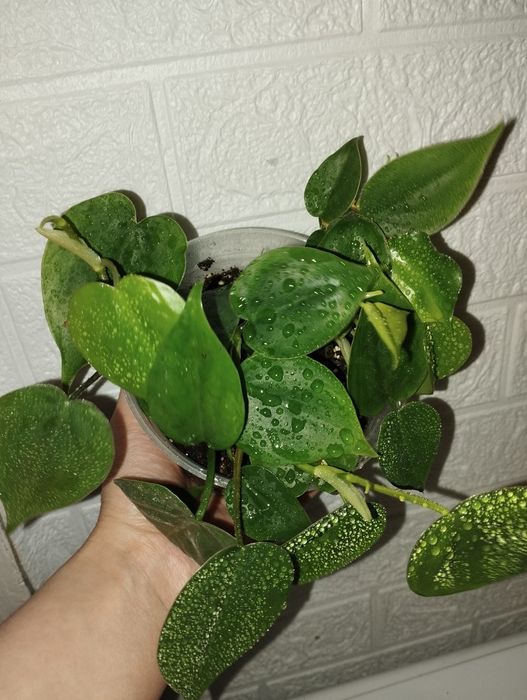 Филодендрон серцевидний