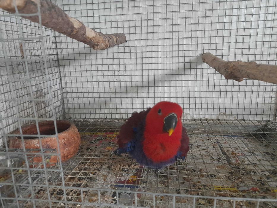 Papagaia Eclectus roratus Fêmea 2026