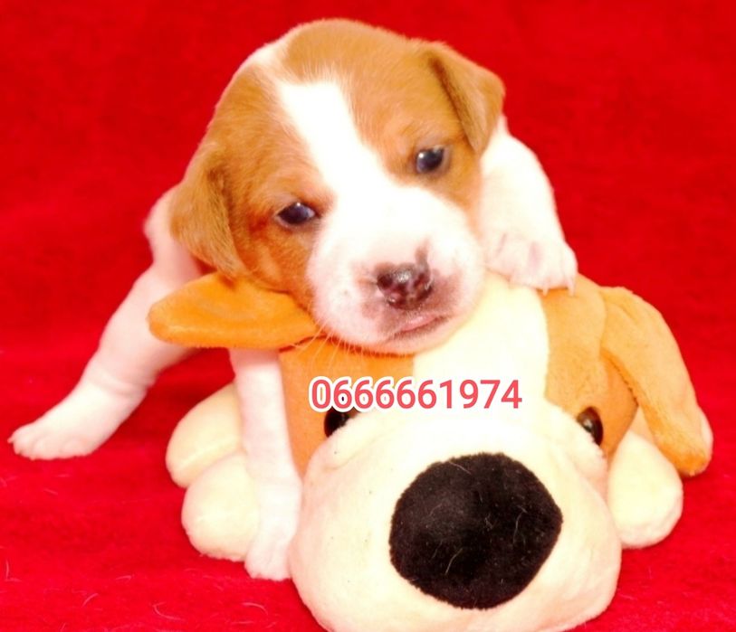 Цуценята Джек Рассел тер'єр з документами клубу КСУ