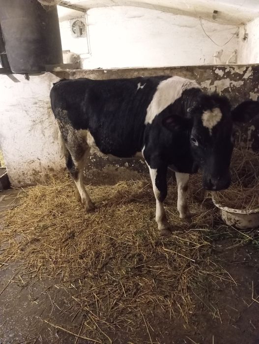 Продам  Телицю, ялівку  1 рік (не тільна)