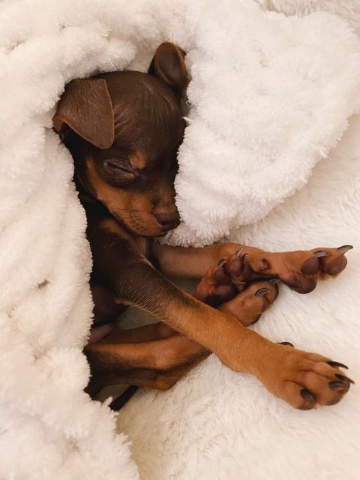 Мальчишка той-терьер с документами