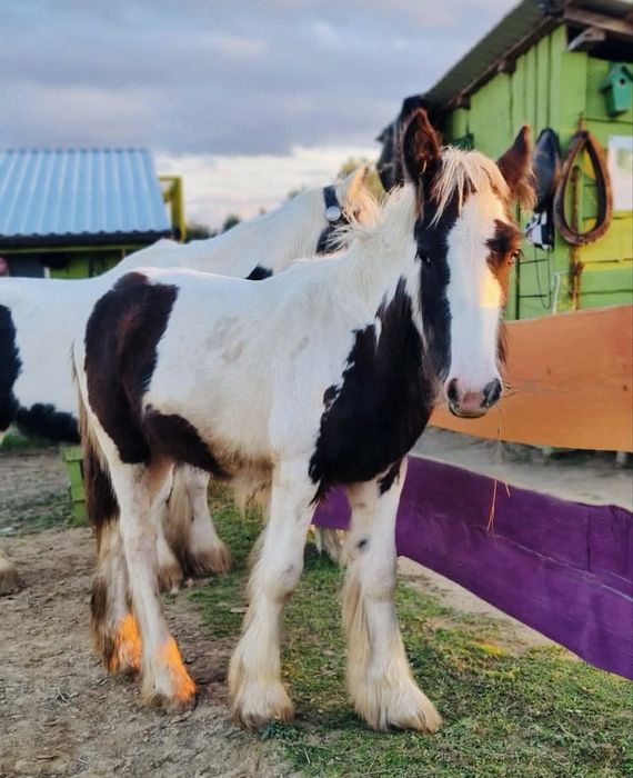 Ogierek Gypsy Cob - Tinker GOTOWY DO ODBIORU