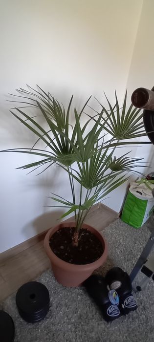 Palma Karłatka piękna.