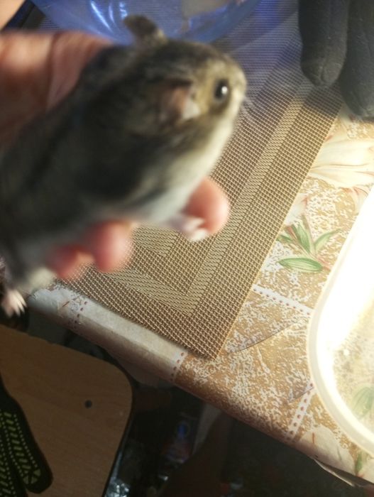 Хом'як джунгарик