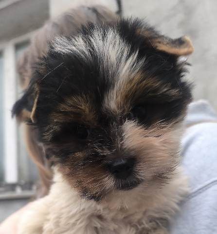 Прикольна мала бівер йорк