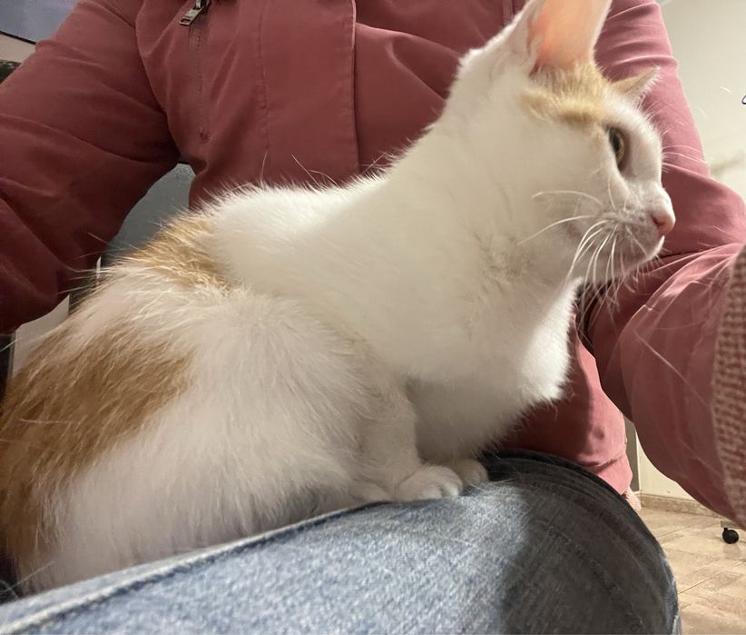 Kocurek Karmelek szuka domku