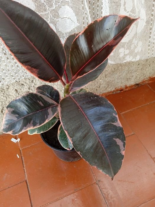 Продам вазонок фікус Рубін..