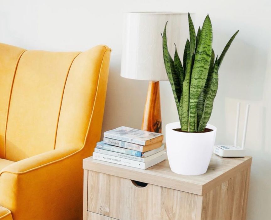 Sansewieria_ języki teściowej_wężownica_ sansevieria duża