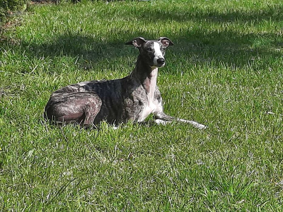 Whippet - suczka - chart angielski - zwolniła się rezerwacja!
