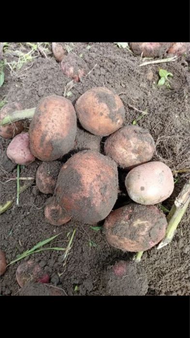 Домашня картопля