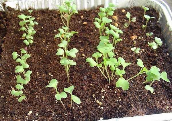 Свіже, якісне насіння овочів, пряних, квітів на вагу,  опт, роздріб.