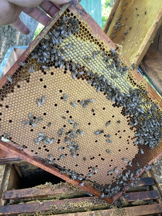 Бджолопакет 2026