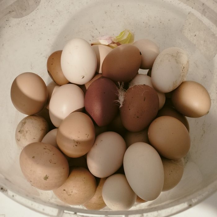 Ovos de galinha mistura