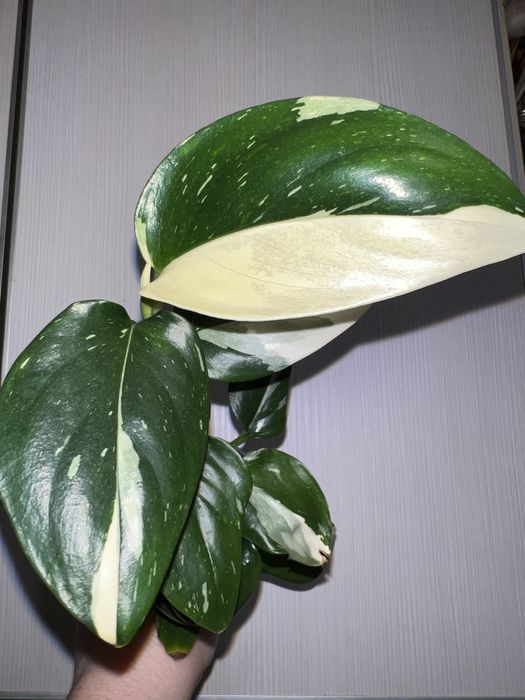 Фил Кобра с белой вариегатностью.