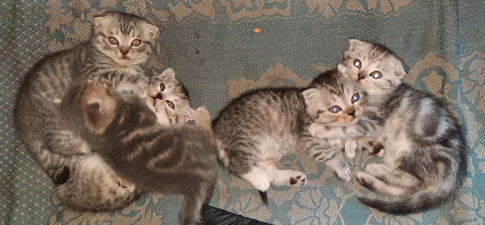 Продам котят срочно