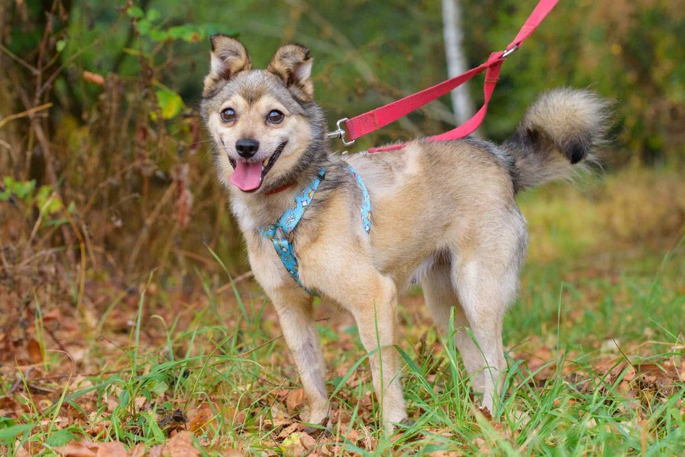 Sajlek - radosny promyczek