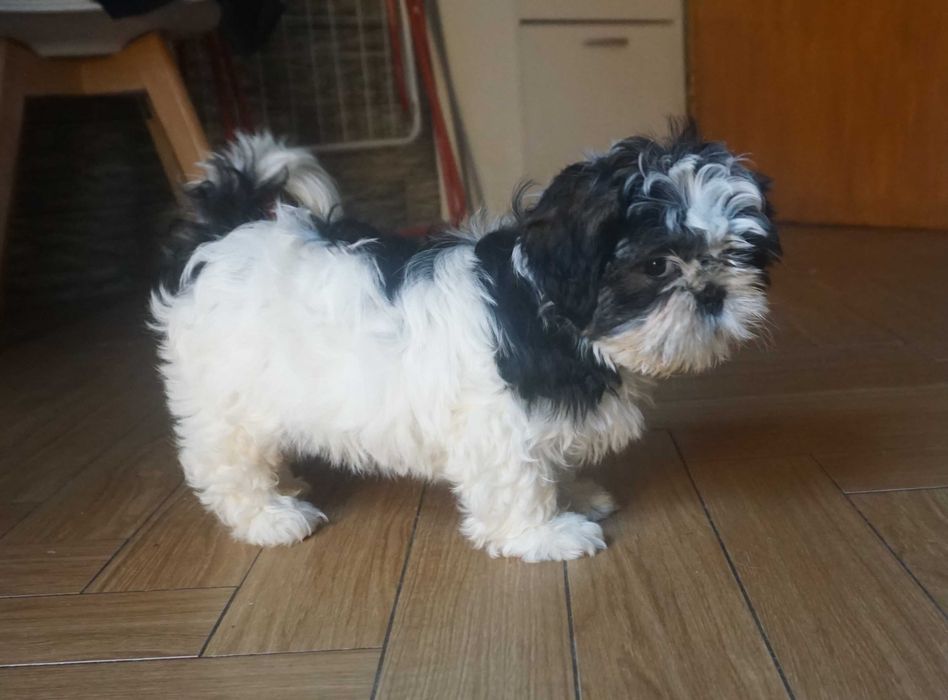 biało-czarny piesek shih tzu