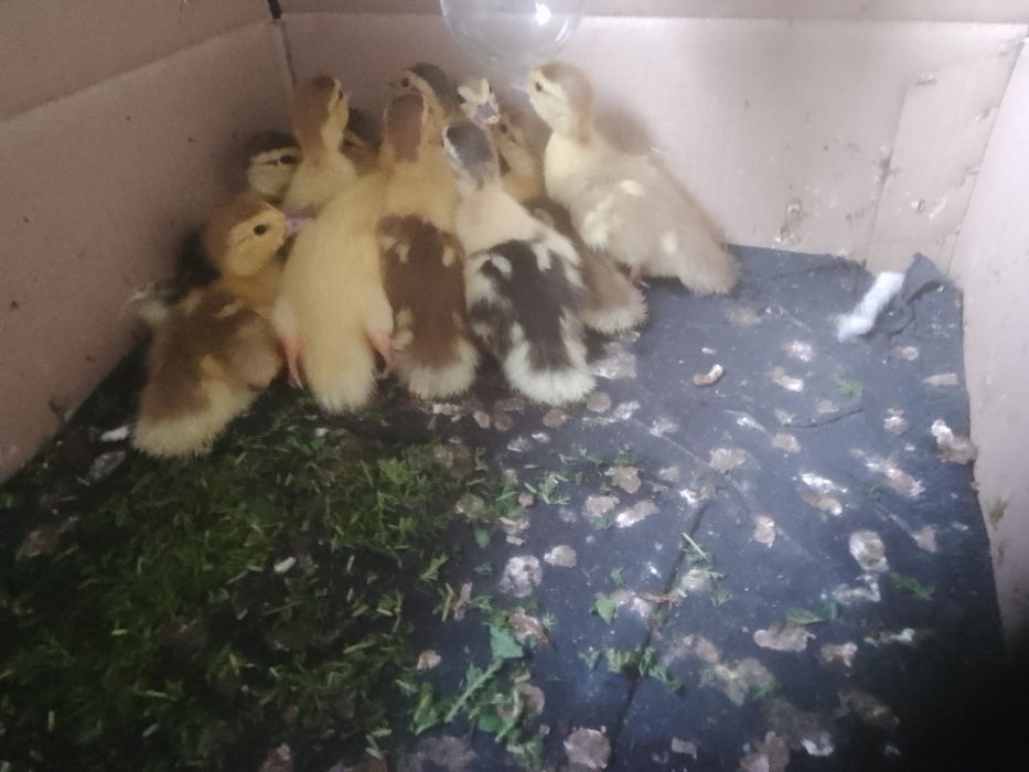 Продам індокаченята з під індички