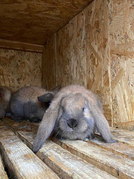 Кролі Французький баран