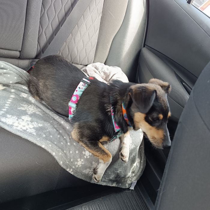 Tosia mała, młoda sunia do adopcji