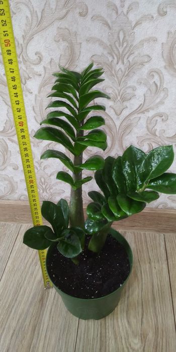 Заміокулькас Зензі