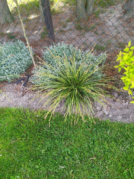 Trawa ozdobna turzyca ,hosta,funkie, milin