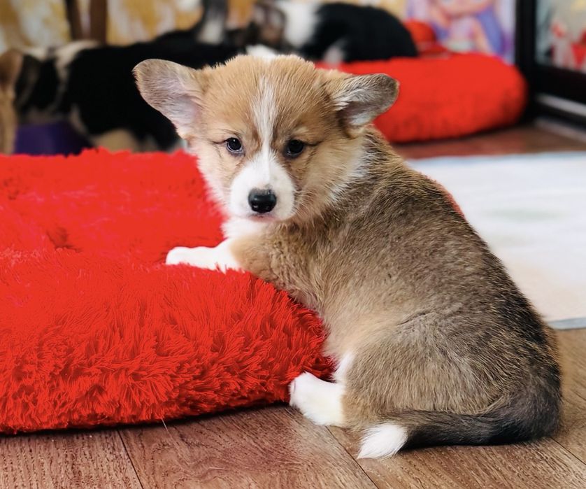 Чудові Коргі малята Одеса