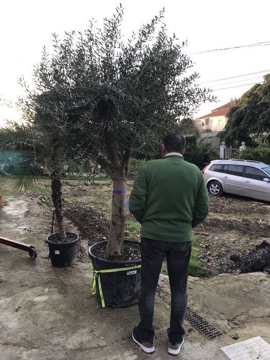 Oliveira centenária