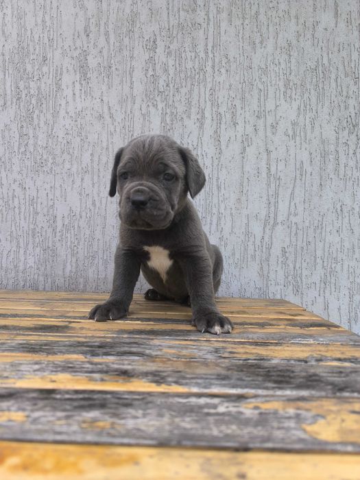 cane corso szczeniak