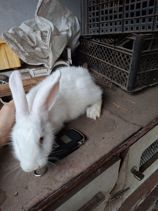 Кролі. Термонська біла. Простяки. Кроленята.