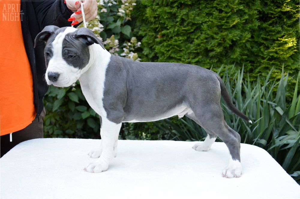 Do odbioru! AMSTAFF Pies wyjątkowy, April Night FCI metryka ZKwP