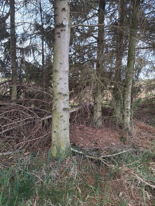 Oddam świerki w zamian za wycinke.