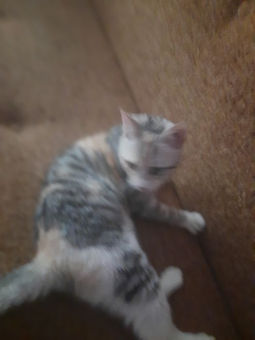 Одам кошку хорошим рукам