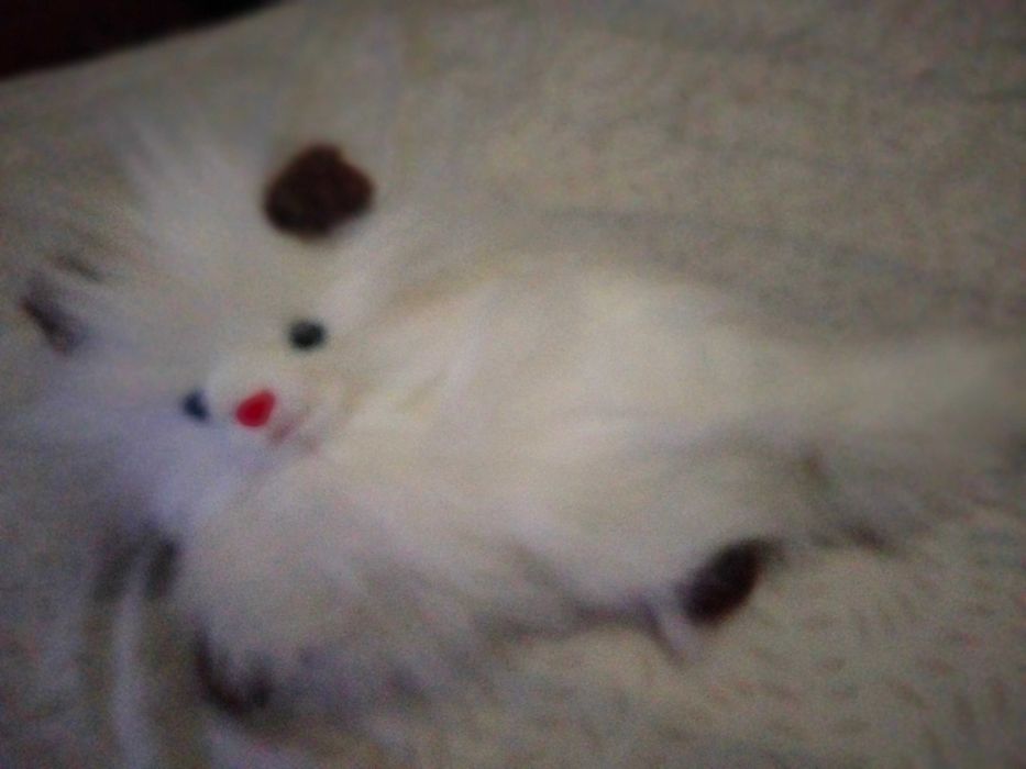 Two Plush Kittens444210249960017922