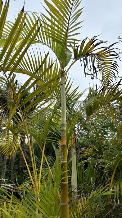 PALMEIRA-ARECA *Dypsis lutescens*